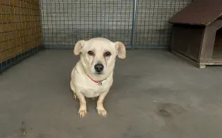 🐾 Plná miska, šťastné srdce – Pomoc pro pejsky 2026 🐾