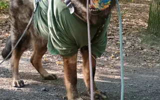 Léčba, která nekončí - Fůrie