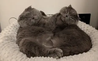 Pomozte Mapleovi bojovat nejen s FIP