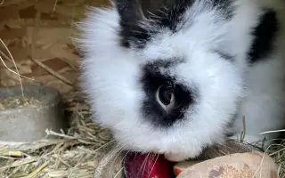 Pomozte❤️ Srdce pro zvířata - naděje pro opuštěné