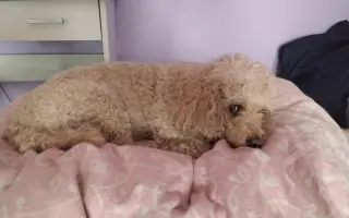 Spřízněné duše – léčba pro maxi a mini fenku ❤️