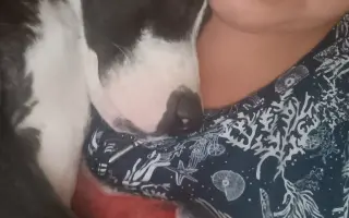 Pomozte našemu štěňátku Bleskovi přežít parvovirózu 🐾❤️