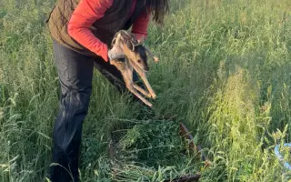 Záchrana srnčat před sekačkou