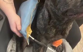 Pomozme Calvinovi zpět na nožičky