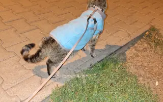 8 nalezených Lásek