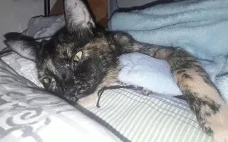 Kočička Firdous sní o dni kdy si bude moct znovu hrát