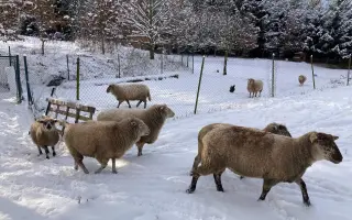 Pomozte nám naplnit jesle zachráněným ovcím a kozám z Farmy Kapsa
