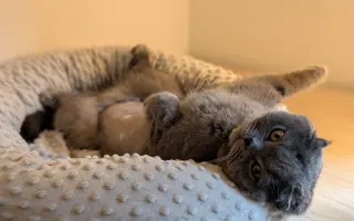 Pomozte Mapleovi bojovat nejen s FIP