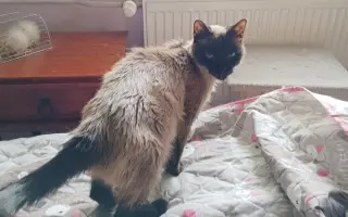 Příběh Jeníčka a Mařenky