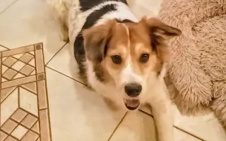 POMOC PRO FOXÍČKA - ZDRAVÝ DECH A PROTÉZA