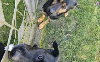 Pomozte Lucky znovu běhat – přispějte na její operaci a rehabilitace