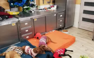 Pomozte zachránit Psí domov spolku Zastavme Utrpení.