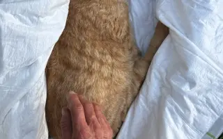 Kočky vrní, faktury křičí. Pomozte MonPet z.s. dál zachraňovat kočičí životy.