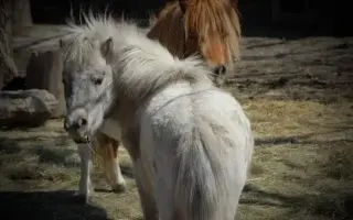 Léčba pro poníka Matýska