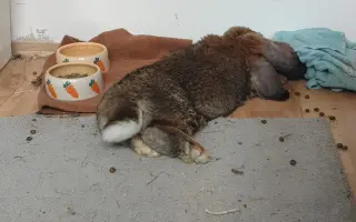 Prosíme, pomozte Nefince přestat trpět 💔