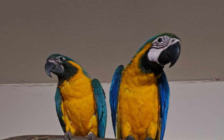 Podpořte projekt Béďa a Papoušci
