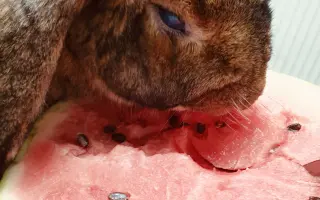 Prosíme, pomozte Nefince přestat trpět 💔