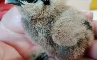 ❤️ Pomozte Farmě Duběnka zůstat místem pro děti i zvířata