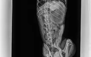 Pomoc s úhradou operace pro Danteho🐕​🙏