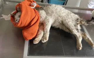 Kočky vrní, faktury křičí. Pomozte MonPet z.s. dál zachraňovat kočičí životy.