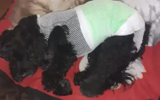 Pomozte kokřici Fanynce s její léčbou