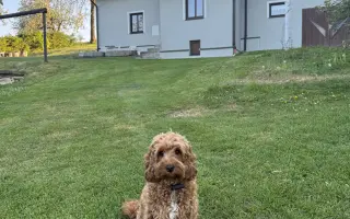 Rozjeďte s nami značku BellaDog - charitativní šátky pro psy