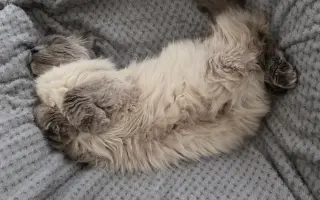 Vaše pomoc vrátí Martinovi zdraví a radost 😺🐾