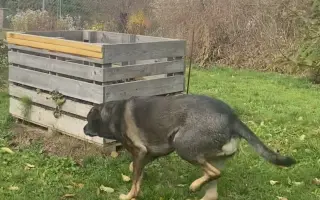 Pomozte Kessy postavit se zpátky na ťapky