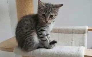 A zase ta koťata! - Pomoc opuštěným koťatům a kočkám v nouzi