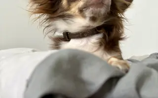 Pomozme Xyrušče znovu běhat 🐾♥️
