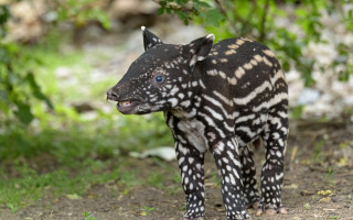 Podpořte tapírka Morse, který se narodil v Zoo Praha