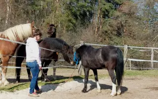 Nový kůň do hiporehabilitačního týmu
