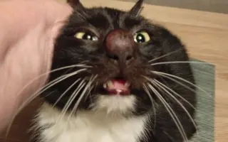 KOČIČKY V NOUZI - POMOZTE NÁM ZACHRÁNIT JEJICH ŽIVOTY