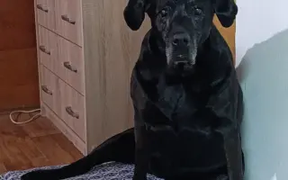 Pomozme Elince znovu chodit bez bolesti: Boj s přetrženými vazy