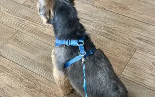 Naděje pro našeho Samíka 🐶