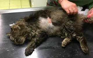 Pomozte nám s kastracemi a léčbou nemocných a zraněných koček