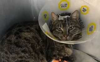 Šance na život pro Ouška a další kočičky z našeho depozita