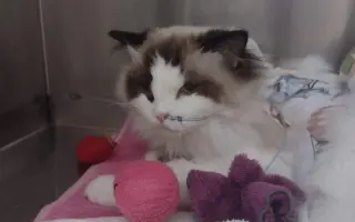 Pomoc s léčbou Mikeška po operacích