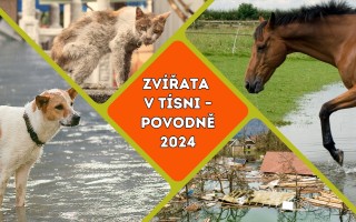 ZVÍŘATA V TÍSNI – POVODNĚ 2024