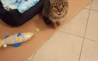 Zvířata na šumpersku potřebují Vaši pomoc