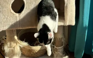 Pomoc s léčbou kocourka Shadyho