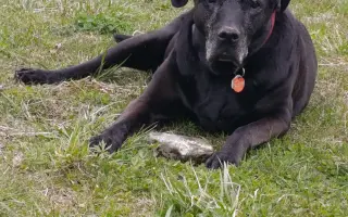 Pomozme Elince znovu chodit bez bolesti: Boj s přetrženými vazy