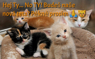 Zachraňme kočičky v severních Čechách