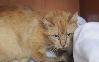 Kočičí maminky potřebují ošetření zoubků!