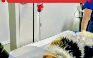 POMOC PRO FOXÍČKA, ASPENA A TAFFY-JACKA