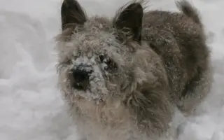 Léky a operace pro Šmudlu