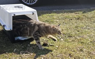 Kastrační program - STOP MNOŽENÍ A KOTĚCÍMU UTRPENÍ