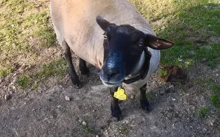 Srdce pro útulek Tibet – Společně zachraňujeme zvířecí životy