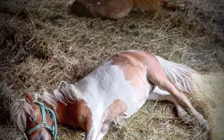 Společně ❤️ pro zvířata i v roce 2026