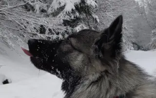 Skok pro dlouhý život Jadzi 🐺